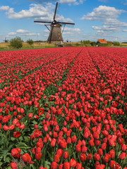 Windmills and flowers in Netherlands