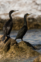 European Shag, Cormorant, Phalacrocorax aristotelis