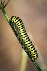 Fototapeta premium Raupen eines Schwalbenschwanz, Schmetterling