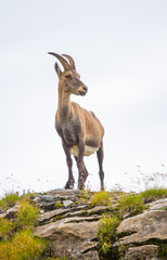 Alpine Ibex