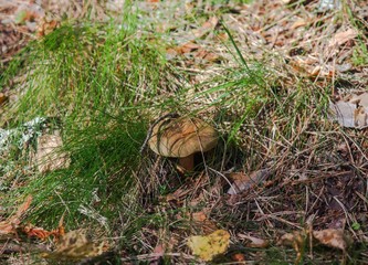 Mushroom in the forest under pine needles and grass