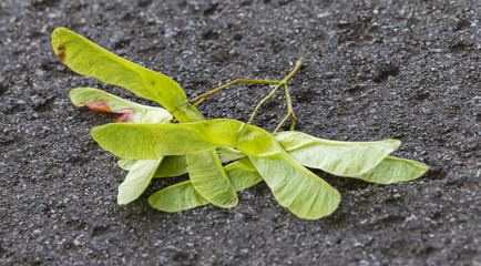 Ahornsamen auf Asphalt