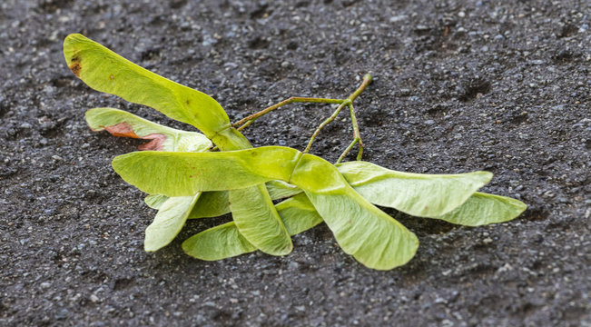 Ahornsamen auf Asphalt