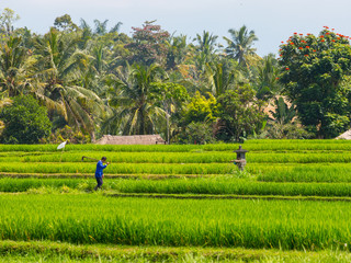 Rice fild in Bali, Indonesia