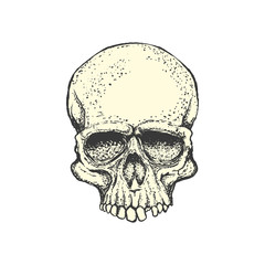 Human skull on white background. Design element for logo, label, emblem, sign. Vector illustration