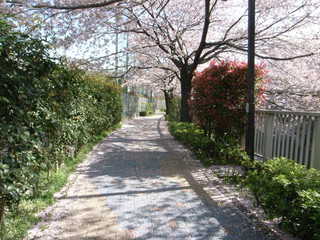 Cherry Blossoms, Path