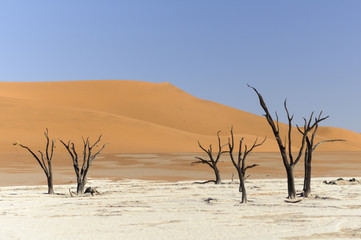 Fototapeta na wymiar Dead acacia trees and dunes in the Namib desert / Dunes and dead acacia trees in the Namib desert, Dead Vlei, Sossusvlei, Namibia, Africa.