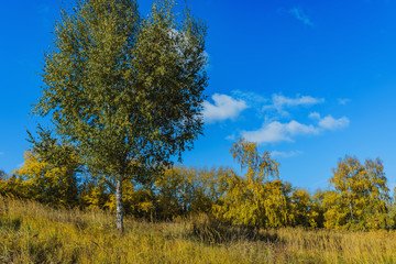 Fototapeta premium Park- autumn background