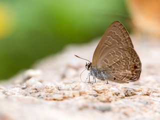 Close up of Common Ciliate Blue butterfly feed on rock; Anthene emolus Godart on stone with warm light flare