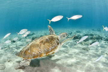 Turtle swimming with school of fish