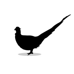 Pheasant bird black silhouette animal. 