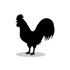 Rooster cock bird black silhouette animal