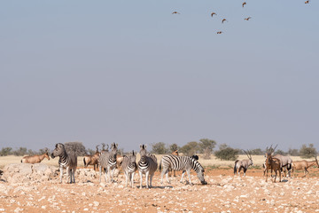 Burchells zebras, Oryx, red hartebeest with sandgrouses in the air at a waterhole in Northern Namibia