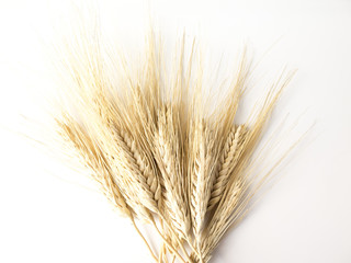 Fototapeta premium Wheat isolated on white