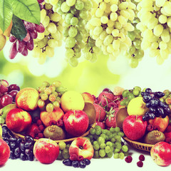 image of many fruit in a garden close-up