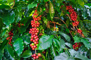 Coffee beans are harvested ripe.