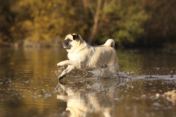 Mops im Wasser