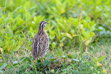 Rain Quail or Coturnix coromandelica, beautiful bird standing in meadow with green background.