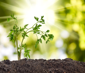 Parsley in the garden close-up