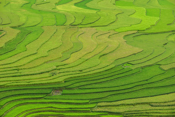 Rice terrace at Tule, Mu Cang Chai is a rural district of Yen Bai Province, in the Northwest region...