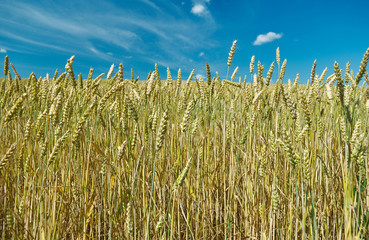Field with Common wheat. Belarus landscap