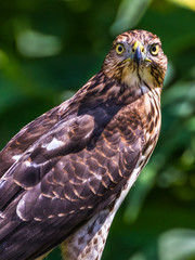 Vertical photo of a red-tailed hawk with bright yellow eyes staring at the camera
