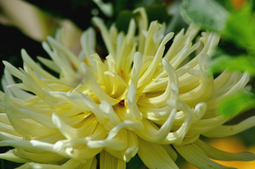 Elegant dahlia close up