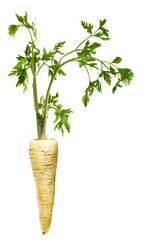 Isolated image of green parsley closeup