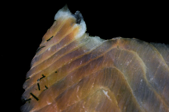 Lachsaufschnitt Images – Browse 15 Stock Photos, Vectors, and Video ...