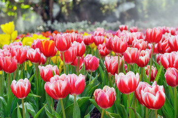 Colorful tulips in the morning winter.