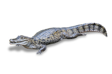 Crocodile on a white background.