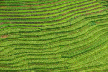 Rice terrace at Tule, Mu Cang Chai is a rural district of Yen Bai Province, in the Northwest region...