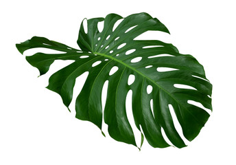 Fototapeta na wymiar Monstera plant leaf, the tropical evergreen vine isolated on white background, clipping path included