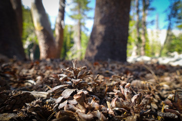Small Pinecone on Leafy, Autumn Forest Floor - Tioga Pass, Yosemite National Park