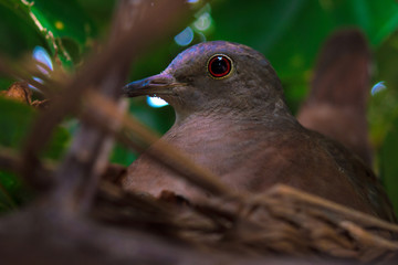 Columbina talpacoti