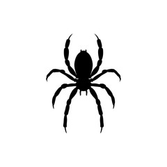 Spider insect black silhouette animal