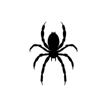 Spider insect black silhouette animal