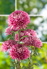 Beautiful flowers in the garden