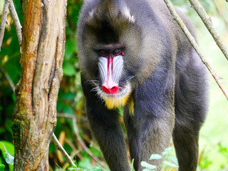 Mandrill
