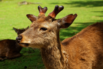 Jeune daim avec nouveaux bois 