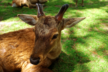 Jeune daim avec nouveaux bois