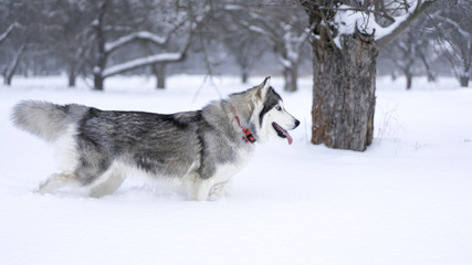 Husky dog in winter forest
