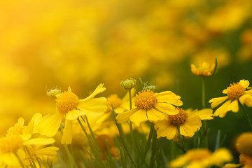Yellow Aster flower (Callistephus chinensis) with sunlight in the morning. Selective focus.