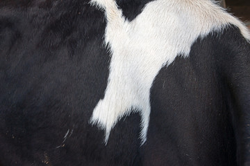 Cow skin.