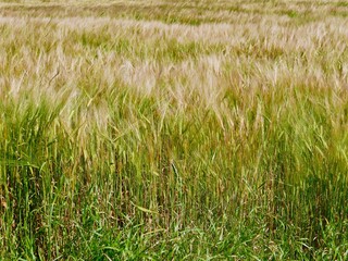 A field of ripening golden wheat blowing in the wind 