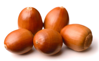 acorns isolated on white background