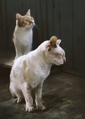 Elderly white cat and young ginger cat, two friends, cats life, age difference, selective focus