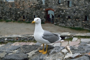 gabbiani