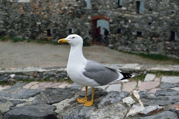 gabbiani