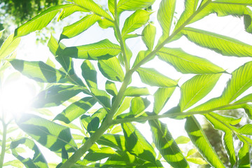 Green leaves on a white background and with light.